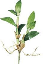 Artificial Vanda Leaf Orchid Plant