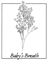 Baby's Breath Drawing