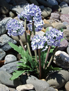 Blue silk flowers 'planted'