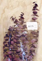 CLICK for large picture of Natural Purple Eucalyptus Stems (new window)