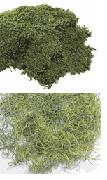sheet moss / spanish moss