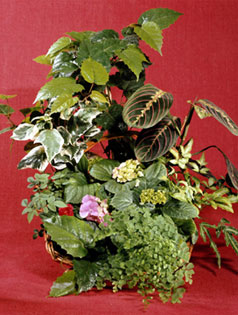 Tropical plants arrangement