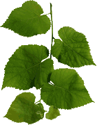 Grape leaf foliage