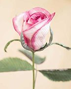 Make This Silk Rosebud