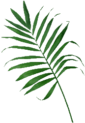 Palm leaf frond