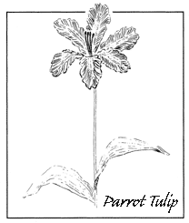 Parrot Tulip Drawing