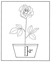 Anchoring Silk Flower Stems